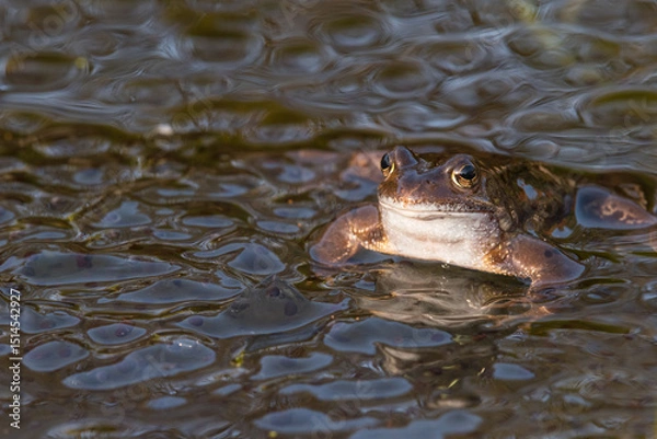 Obraz Common Frog, Rana temporaria, in a pond surrounded by frogspawn, Dumfries & Galloway, Scotland