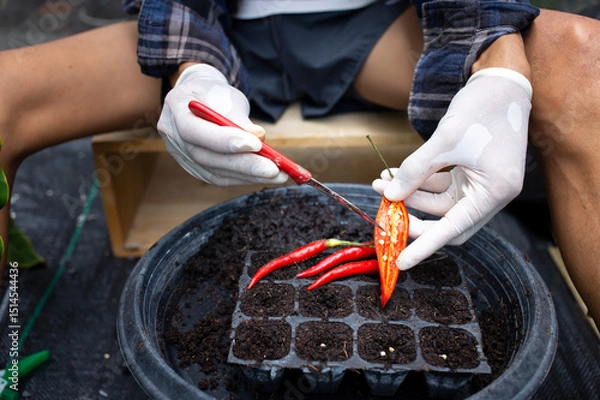 Fototapeta close up man hands holding red chili during planting in peat moss or soil