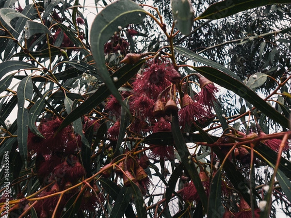 Obraz Tree foliage and flowers