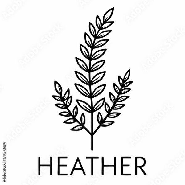 Obraz Heather Bloom Flower Botanical Drawing Line Art Vector Illustration