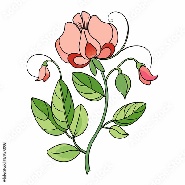 Obraz Sweet Pea Bloom Flower Botanical Drawing Line Art Vector Illustration