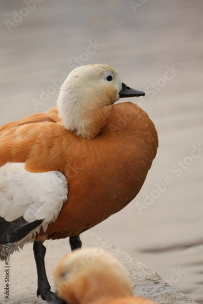 Fototapeta ogar, or a red duck near a pond