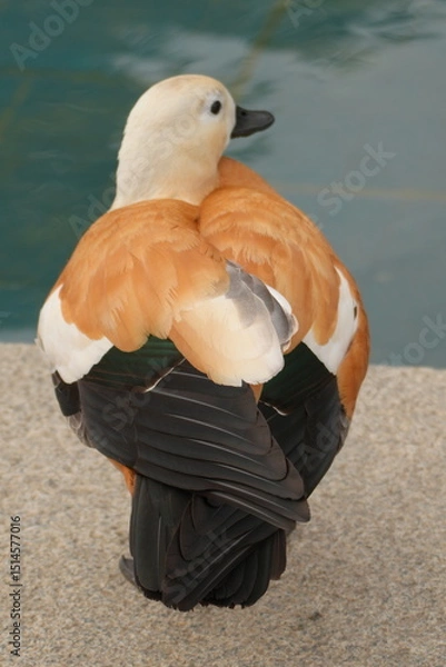 Fototapeta ogar, or a red duck near a pond
