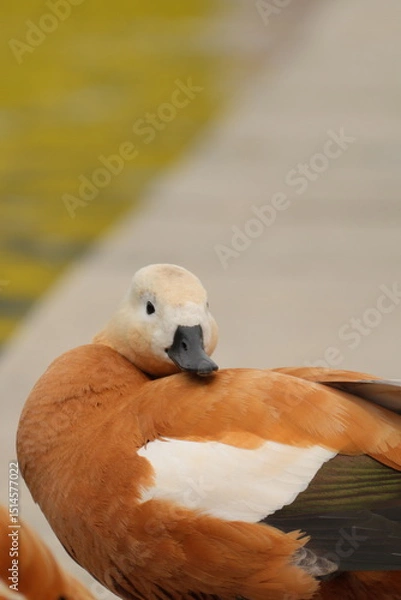 Fototapeta ogar, or a red duck near a pond
