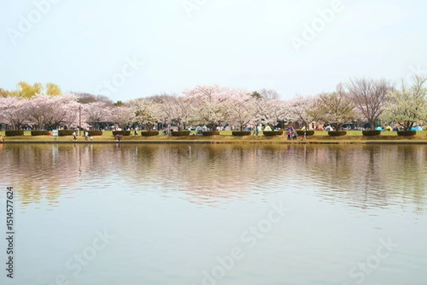 Obraz 水元公園から臨む三郷公園の桜並木