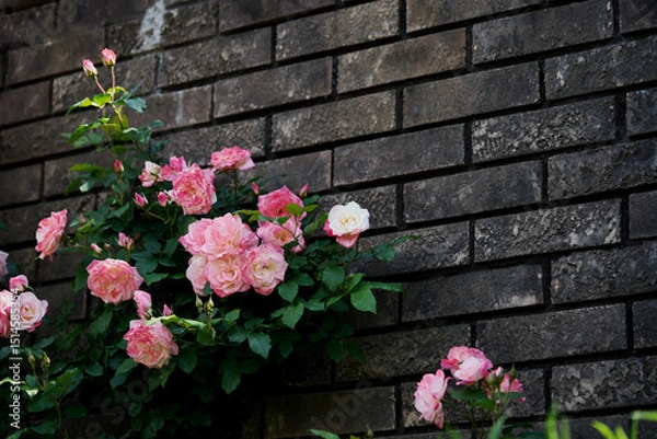 Obraz 壁をつたうピンク色のバラ4