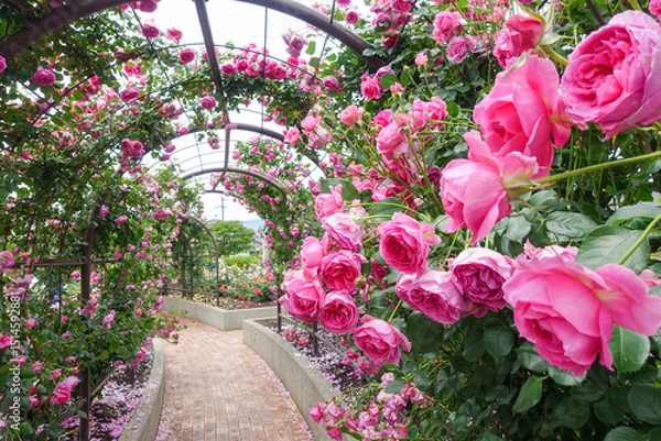 Fototapeta 薔薇に囲まれたアーチ（岐阜県揖斐郡大野町バラ公園）