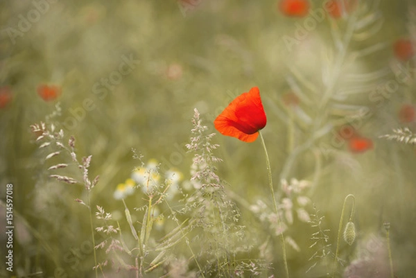 Fototapeta Mohn, Einzelblume