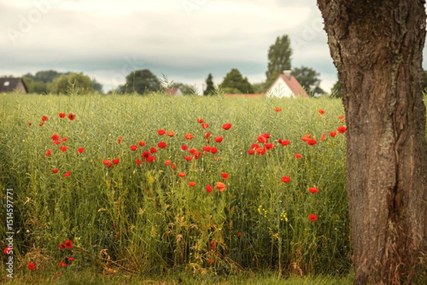 Fototapeta Mohnlandschaft