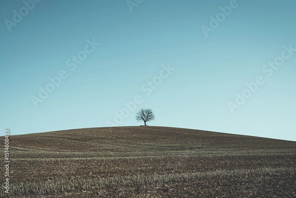 Fototapeta landscape with isolated tree atop a hill, vast field with freshly planted crops in springtime, brown soil, clear blue sky, photorealistic