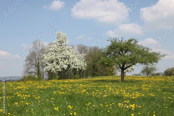 Obraz Blütenlandschaft