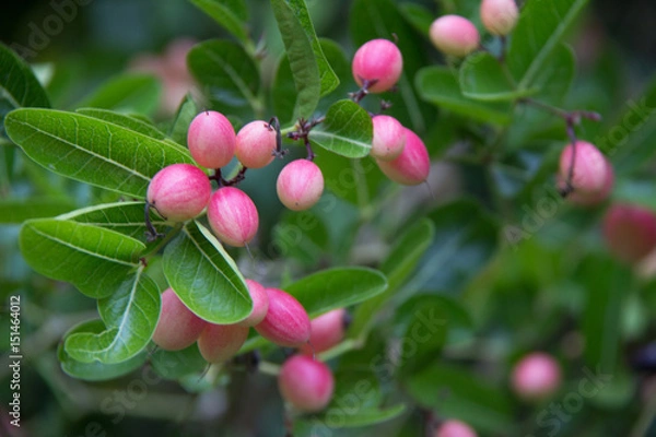 Obraz ornamental plants