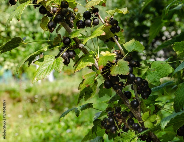 Fototapeta Close-up of ripe raspberry growing on a tree branch surrounded by vibrant green leaves. perfect for themes of agriculture, gardening, organic food, and nature.