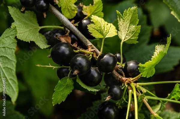 Fototapeta Close-up of ripe raspberry growing on a tree branch surrounded by vibrant green leaves. perfect for themes of agriculture, gardening, organic food, and nature.