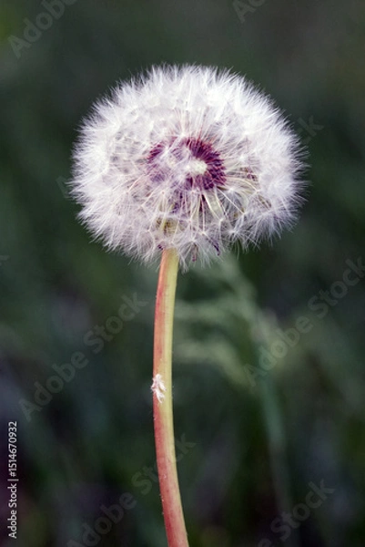 Fototapeta Dandelion flower close-up macro shot
