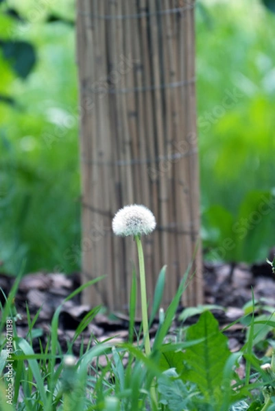 Fototapeta Dandelion flower close-up macro shot