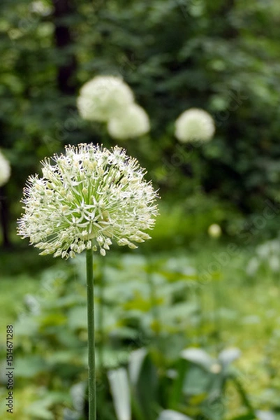 Obraz allium global Master