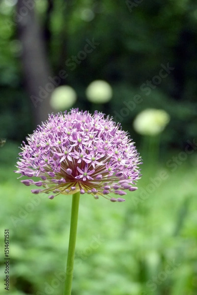 Obraz allium global Master