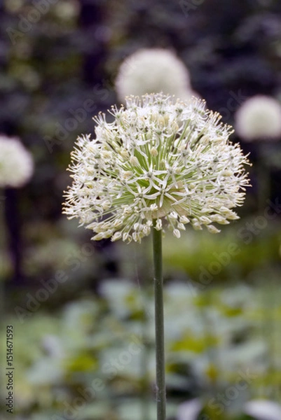 Obraz allium global Master