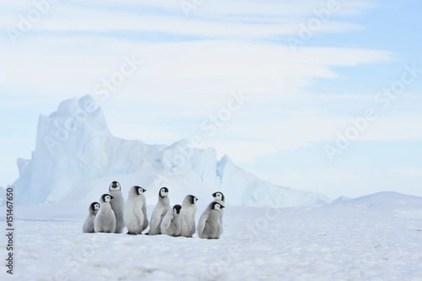 Obraz Emperor Penguin chicks in Antarctica