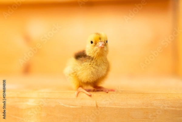 Obraz Cute independent baby quail chick with curious expression, showcasing nature's wonder and the rewards of careful poultry farming.