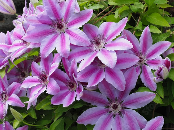 Obraz Viele Blüten einer Waldrebe