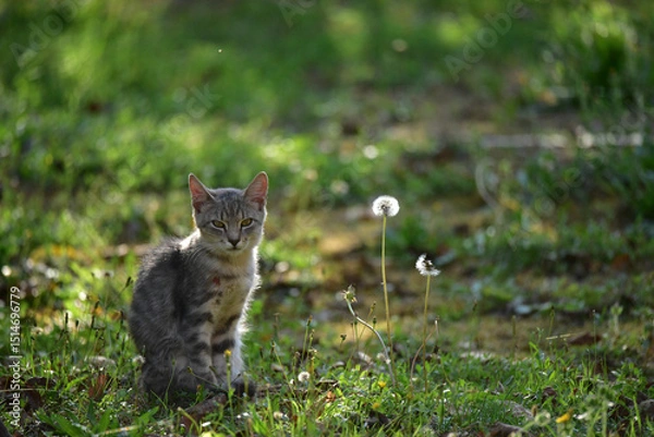 Obraz young cat in the grass