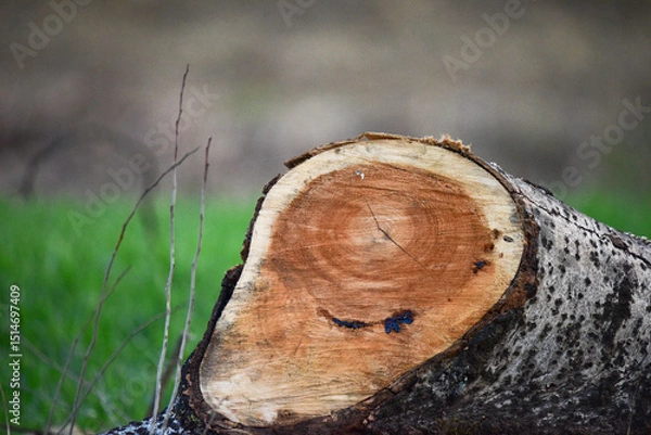 Obraz cut tree trunk