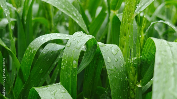 Fototapeta Close-up of green wheat leaves with dew drops, representing freshness, healthy growth, and environmentally friendly farming