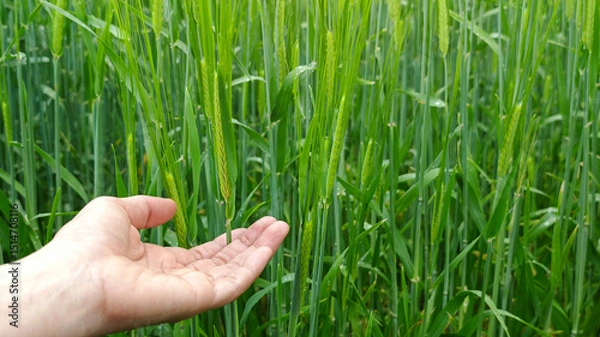 Fototapeta A hand gently touches young wheat plants in a green field, symbolizing care, sustainable agriculture, and the human connection to nature