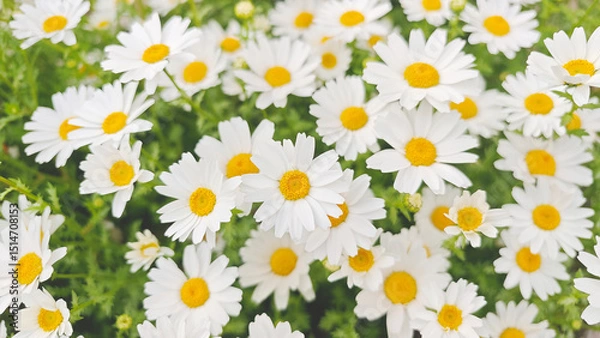 Fototapeta Beautiful white daisies in full bloom, symbolizing purity, nature, and springtime freshness