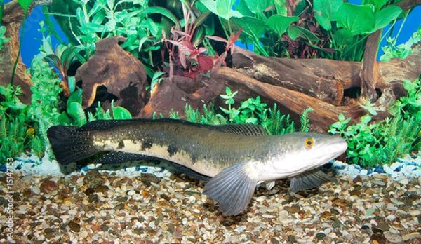 Obraz Snakehead