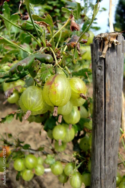 Obraz Natürliche Stachelbeeren