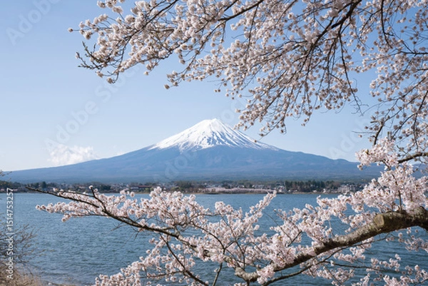 Obraz Mount Fuji in spring with cherry blossom tree, Lake Kawaguchi, Kawaguchiko, Yamanashi Prefecture, Japan