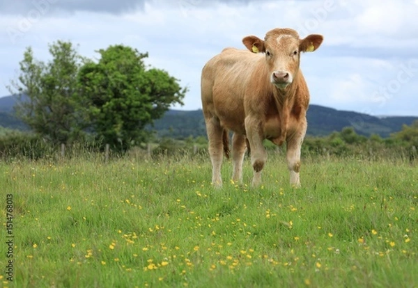 Fototapeta Cattle: Charolais breed bullock standing in field on farmland in rural Ireland in summertime 