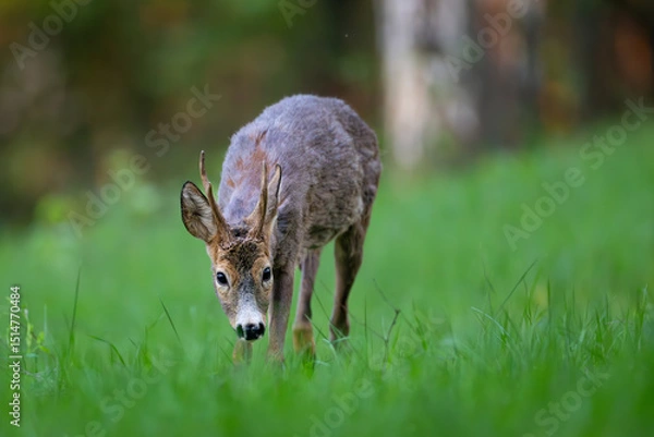 Obraz Roe deer (Capreolus capreolus) standing alert in lush green forest, soft sunlight, antlers, detailed fur, natural habitat, peaceful wildlife scene, vertical composition, blurred background.