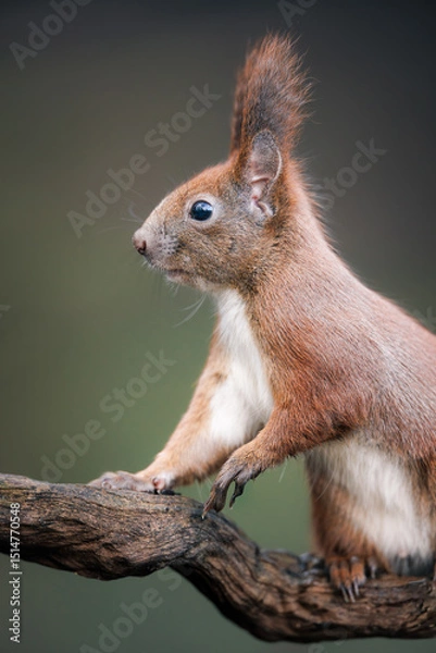 Obraz Red squirrel (Sciurus vulgaris) sitting on branch, eating, bushy tail, alert eyes, detailed fur, natural habitat, close-up, wild nature, soft light, blurred background, peaceful woodland scene.