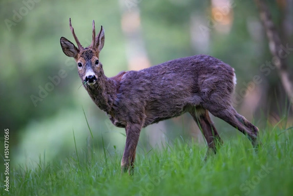 Obraz Roe deer (Capreolus capreolus) standing alert in lush green forest, soft sunlight, antlers, detailed fur, natural habitat, peaceful wildlife scene, vertical composition, blurred background.