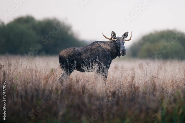 Obraz Moose (Alces alces) standing alert in tall dry grass, antlers visible, natural habitat, soft light, wild nature, peaceful wildlife scene, blurred background, detailed fur, autumn meadow.