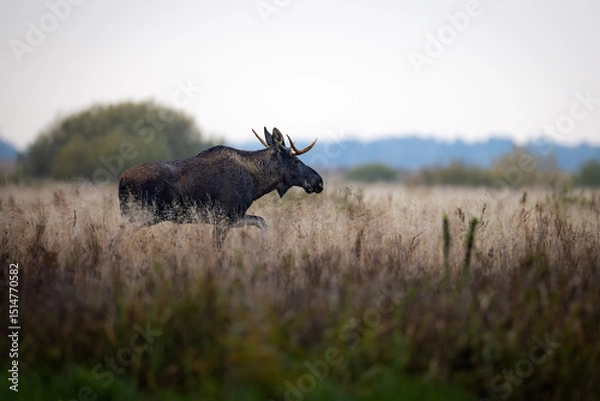 Obraz Moose (Alces alces) standing alert in tall dry grass, antlers visible, natural habitat, soft light, wild nature, peaceful wildlife scene, blurred background, detailed fur, autumn meadow.