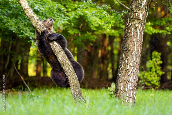 Obraz Brown bear (Ursus arctos) scratching against a leaning birch tree in green forest, thick fur, playful behavior, natural habitat, spring, wild nature, detailed close-up, peaceful wildlife scene.