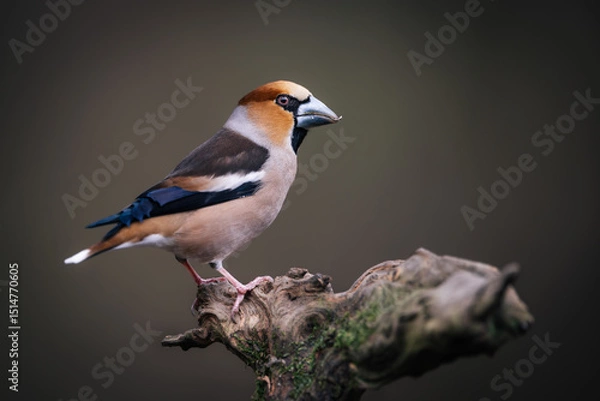 Obraz Hawfinch (Coccothraustes coccothraustes) perched on mossy branch, massive beak, colorful plumage, sharp eye, natural background, close-up, wild bird, peaceful scene, soft light, detailed feathers.