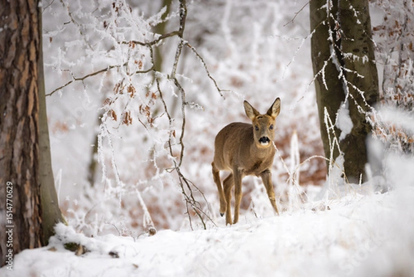 Obraz Roe deer (Capreolus capreolus) standing alert in snowy winter forest, soft brown fur, large ears, natural habitat, peaceful wildlife scene, detailed close-up, blurred background, serene moment.