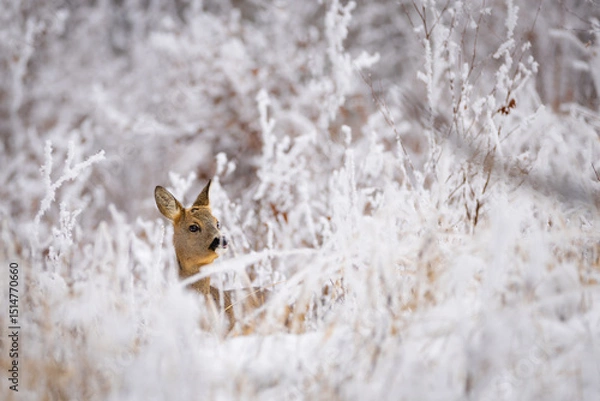 Obraz Roe deer (Capreolus capreolus) standing alert in snowy winter forest, soft brown fur, large ears, natural habitat, peaceful wildlife scene, detailed close-up, blurred background, serene moment.
