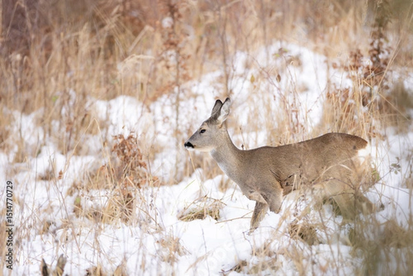 Obraz Roe deer (Capreolus capreolus) standing alert in snowy winter forest, soft brown fur, large ears, natural habitat, peaceful wildlife scene, detailed close-up, blurred background, serene moment.