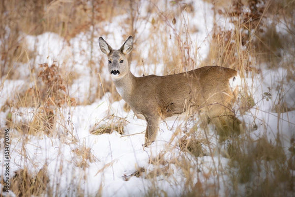 Obraz Roe deer (Capreolus capreolus) standing alert in snowy winter forest, soft brown fur, large ears, natural habitat, peaceful wildlife scene, detailed close-up, blurred background, serene moment.