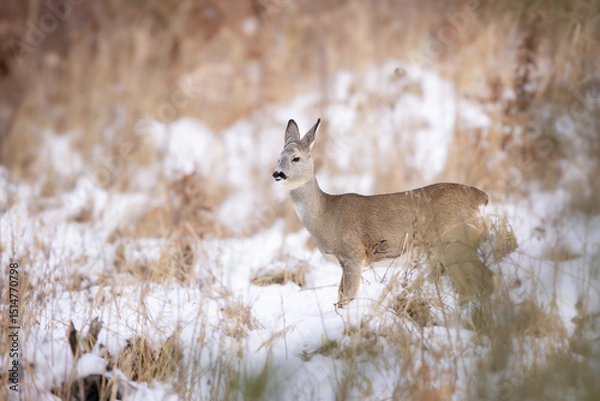 Obraz Roe deer (Capreolus capreolus) standing alert in snowy winter forest, soft brown fur, large ears, natural habitat, peaceful wildlife scene, detailed close-up, blurred background, serene moment.