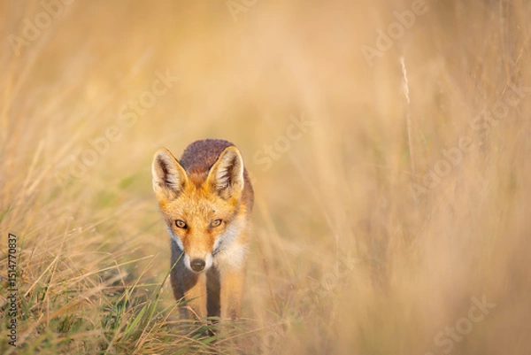 Obraz Red fox (Vulpes vulpes) standing alert in tall golden grass, intense gaze, soft sunlight, natural habitat, detailed fur, wild nature, peaceful wildlife scene, blurred background.