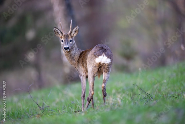 Obraz Roe deer (Capreolus capreolus) standing alert in lush green forest, soft sunlight, antlers, detailed fur, natural habitat, peaceful wildlife scene, vertical composition, blurred background.