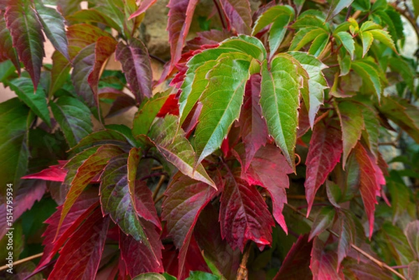 Obraz  Parthenocissus quinquefolia, known as Virginia creeper, Victoria creeper, five-leaved ivy. Red foliage background red wooden wall. Natural background. High quality photo